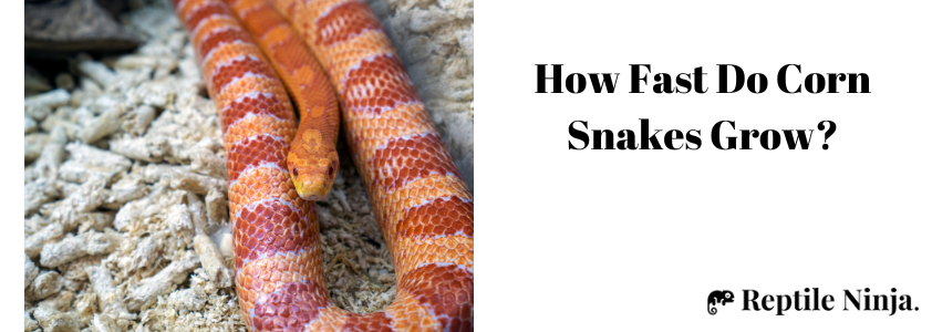 How fast does a Corn Snake grow