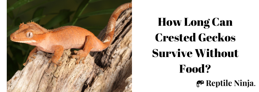 how long can crested geckos go without food