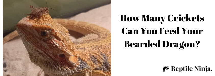 How many crickets to feed a baby Bearded Dragon