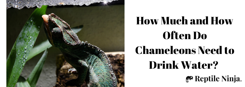 Chameleon drinking water droplets