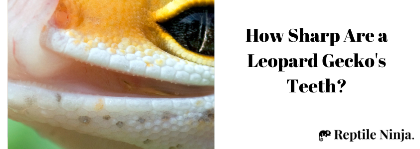 Leopard Gecko sharp teeth