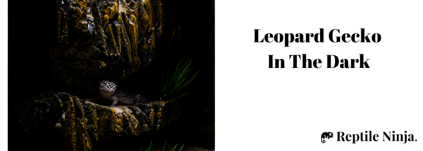 Leopard Gecko in the Dark