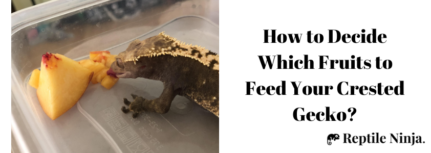 what fruits can crested geckos eat
