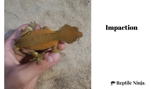 impacted crested gecko