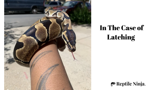 ball python wrapped around owner's arm