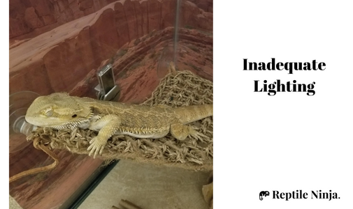 Weak Bearded Dragon in enclosure with no lighting