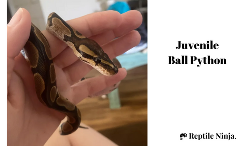 juvenile ball python