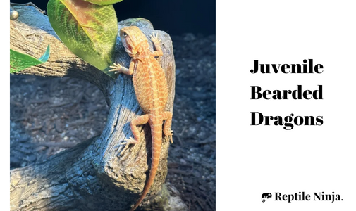 Juvenile Bearded Dragon
