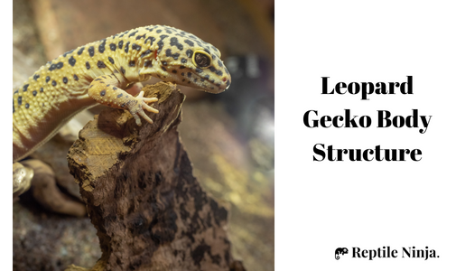 Close up of Leopard Gecko on tree branch