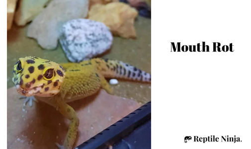 Leopard Gecko with mouth rot
