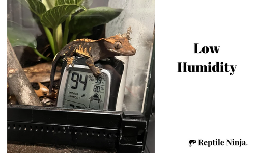 Crested Gecko on top of humidity monitor