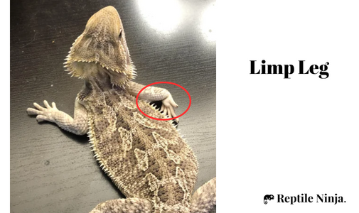Bearded Dragon with limp leg