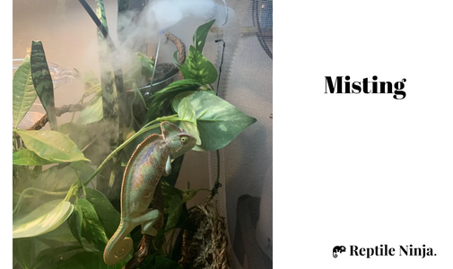 Misting Chameleon's terrarium