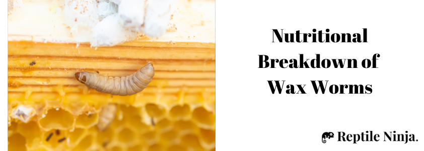 Wax worm in beehive