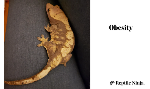 obese crested gecko