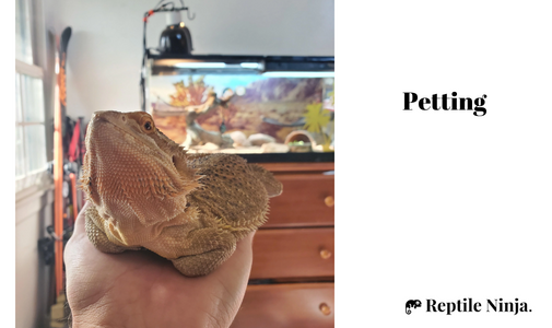 Bearded Dragon sitting on owner's palm