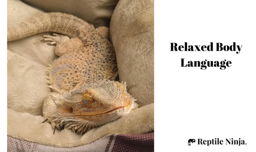 Bearded Dragon relaxed body language