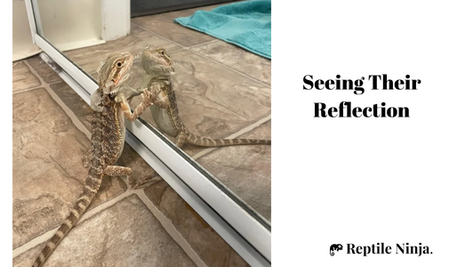 Bearded Dragon waving looking at its reflection in the mirror