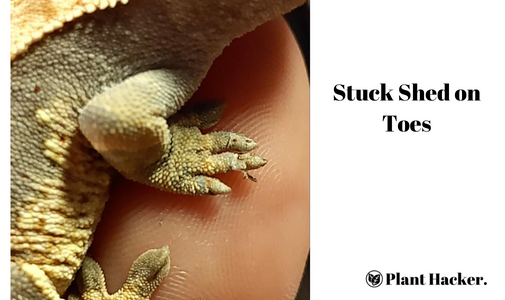 Stuck shed on Crested Gecko toe