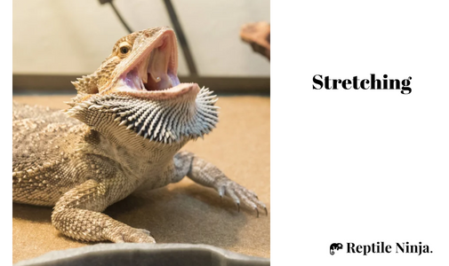 Puffed up Bearded Dragon stretching
