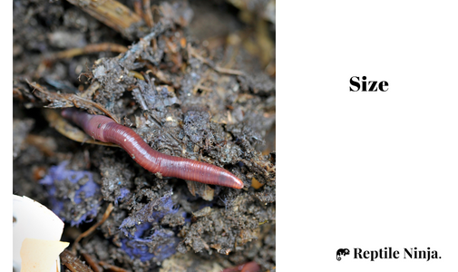 Nightcrawler worm