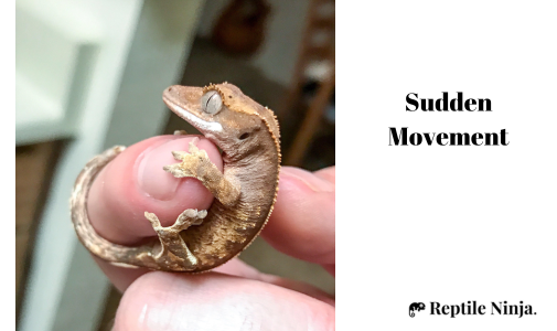 crested gecko being grabbed