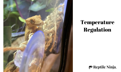 crested gecko in an enclosure with heat lamp