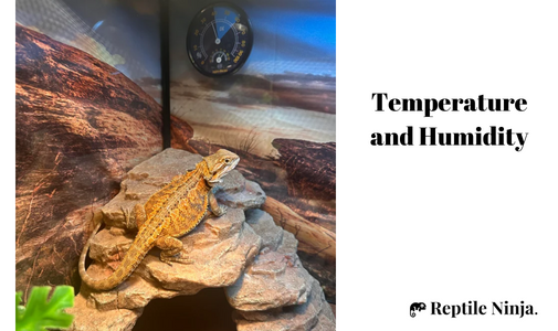 Bearded Dragon in enclosure with thermometer