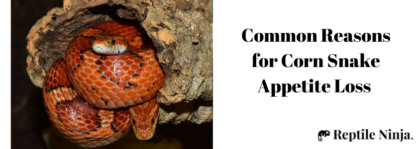 How long can Corn Snake go without eating