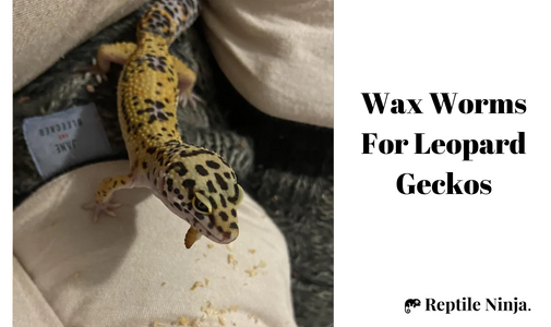 Leopard Gecko eating wax worm