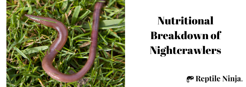 Can Bearded Dragons eat nightcrawlers