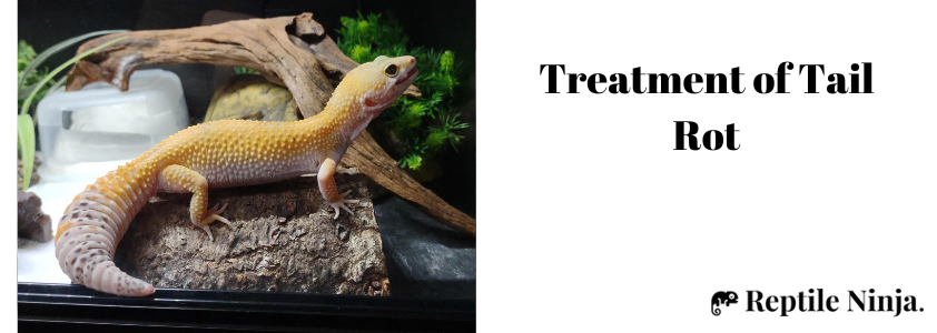 tail rot in leopard geckos