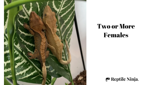 two female crested geckos