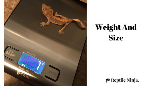 Crested Gecko on weighing scale