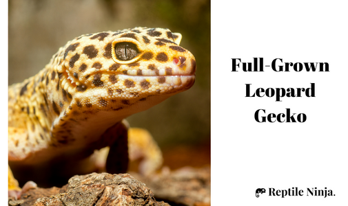 Close up of a full-grown Leopard Gecko