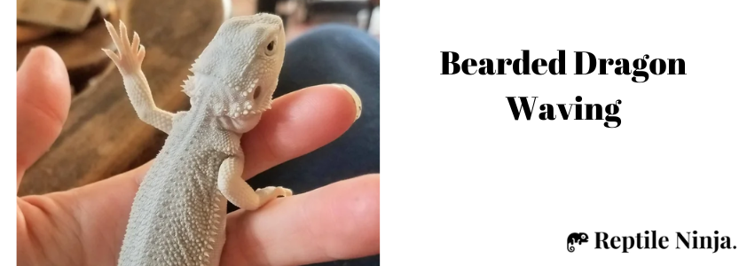 Why do Bearded Dragons wave