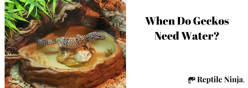 Leopard Gecko on top of water dish