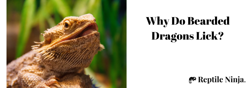 What does it mean when a Bearded Dragon licks you