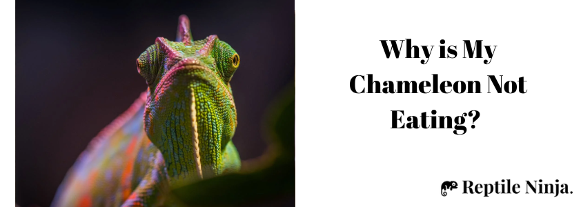 Why is my Chameleon not eating