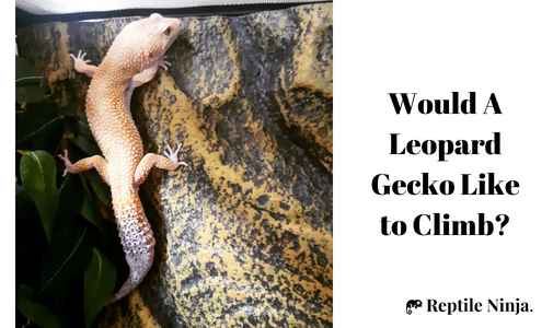 Leopard Gecko climbing