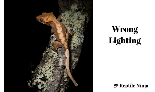 Crested Gecko in dark terrarium with light