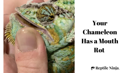 Chameleon mouth rot