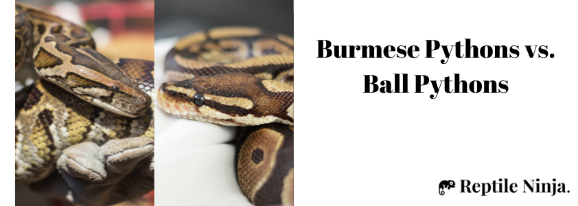 burmese python vs ball python