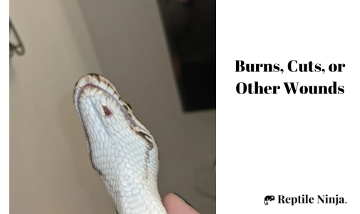 ball python wound
