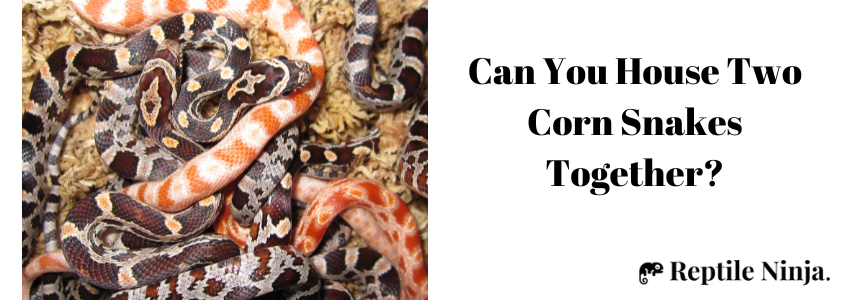 can corn snakes live together