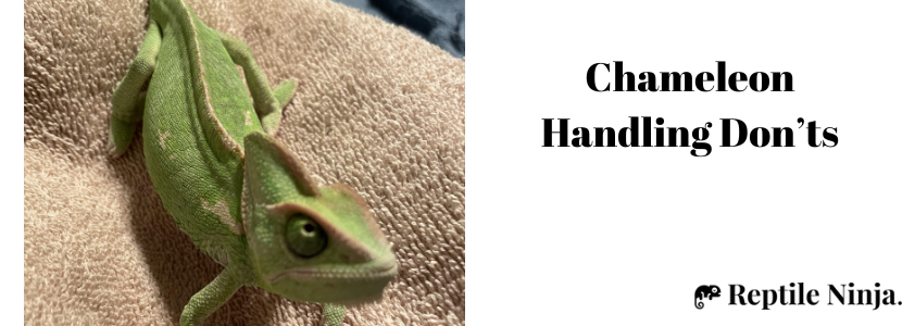 chameleon handling don’ts