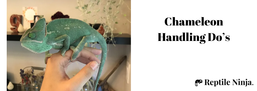 do chameleons like to be held