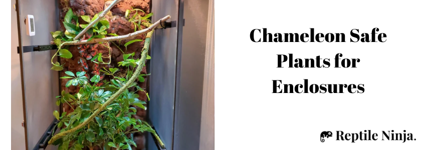 chameleon safe plants