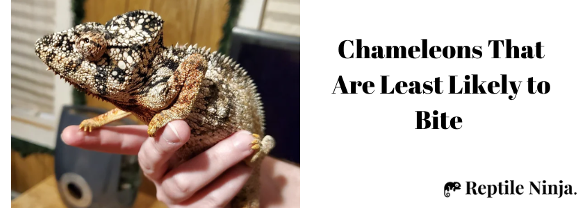 Oustalet’s Chameleon