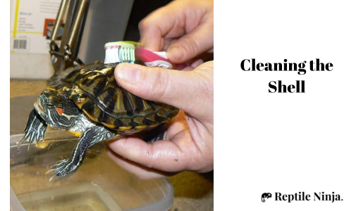 owner cleaning pet red-eared slider shell with toothbrush